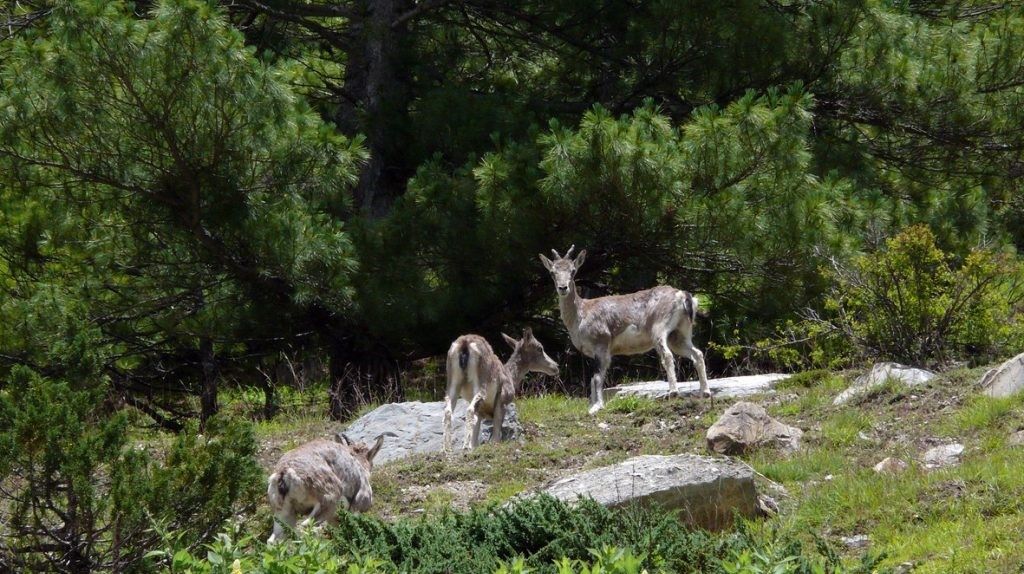kanchula korak national park 
