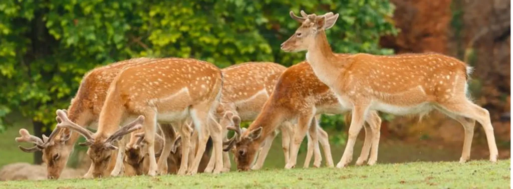 kanchula korak national park 