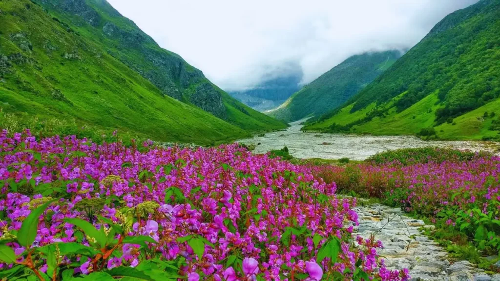 valley of flowers 