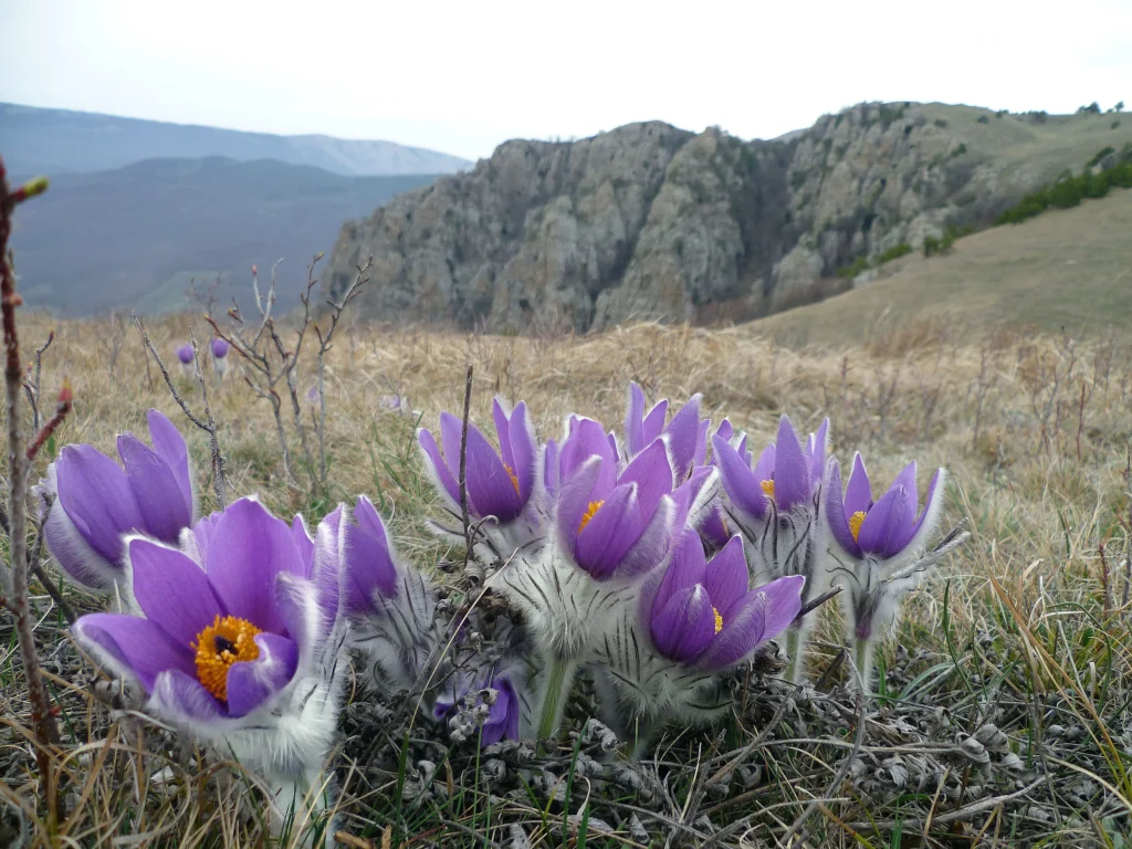 Mountain Pasqueflower (Anemone obtusiloba)