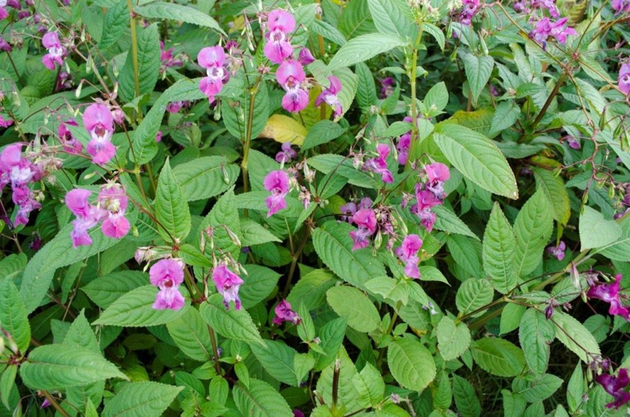 Himalayan Balsam (Impatiens sulcata) / (Impatiens glandulifera)
