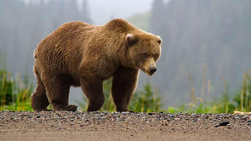 Himalayan Brown Bear