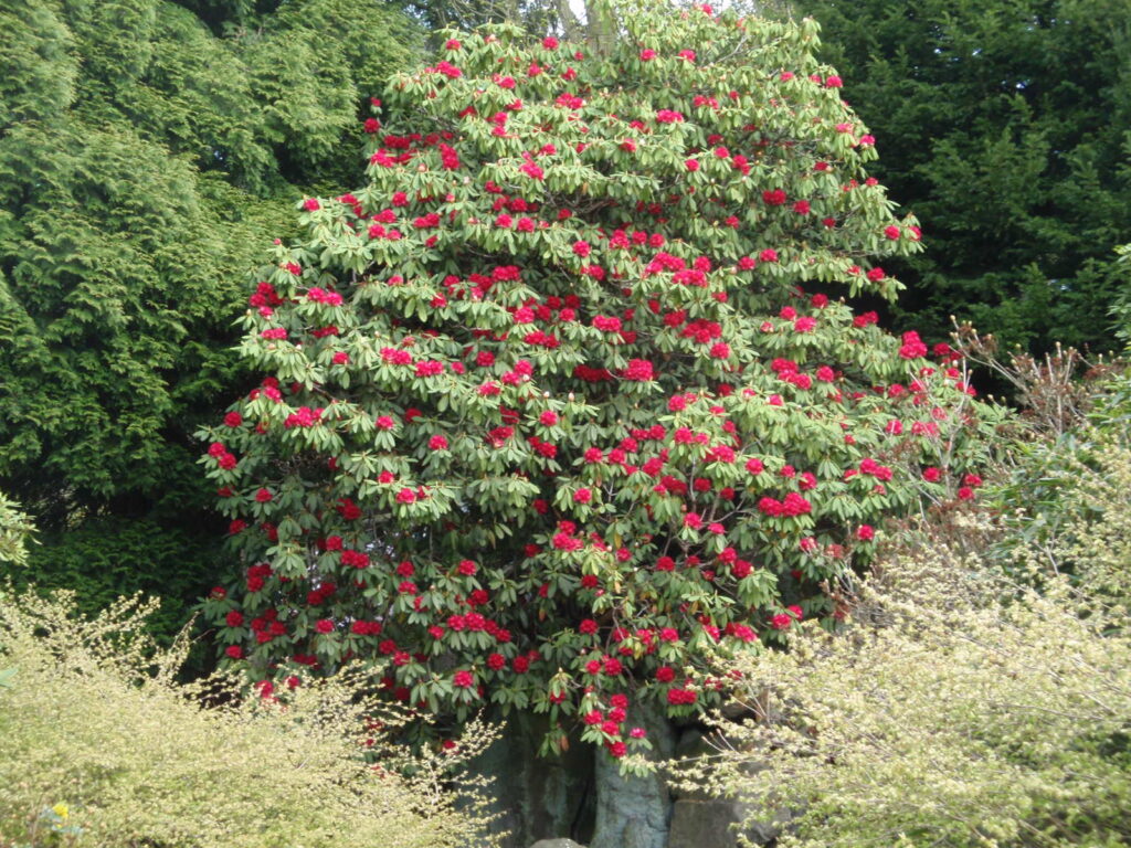 Tree Rhododendron (Rhododendron arboreum, Buransh)