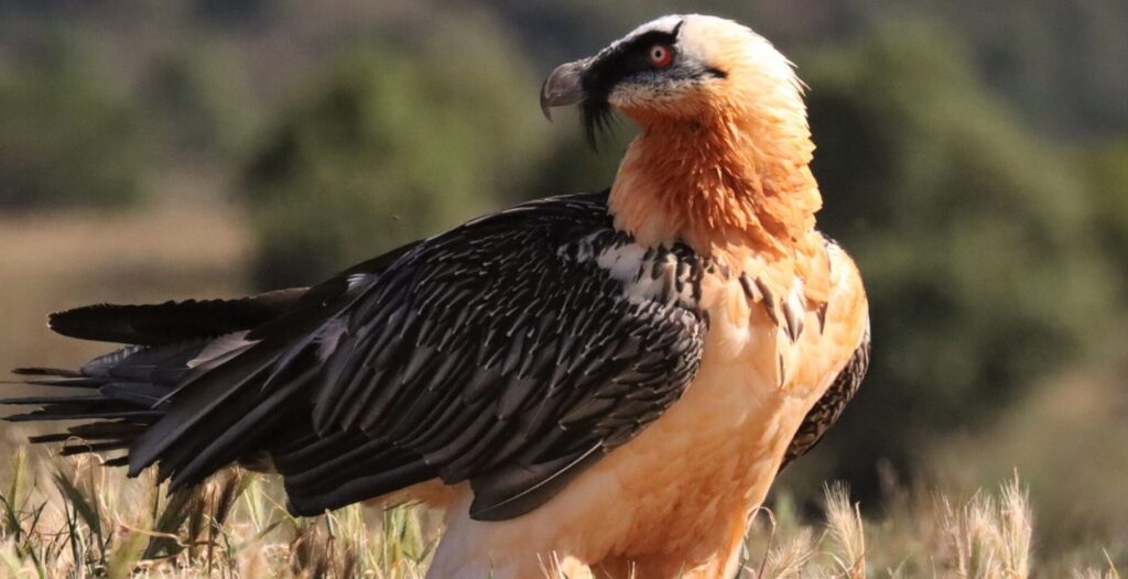 Lammergeyer