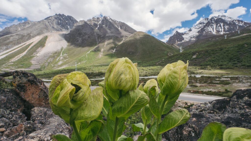 Brahma Kamal (Saussurea obvallata)