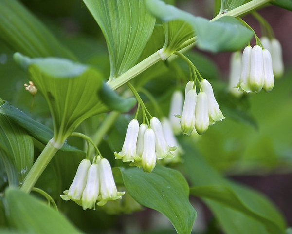 Himalayan Cobra Lily (Arisaema propinquum)