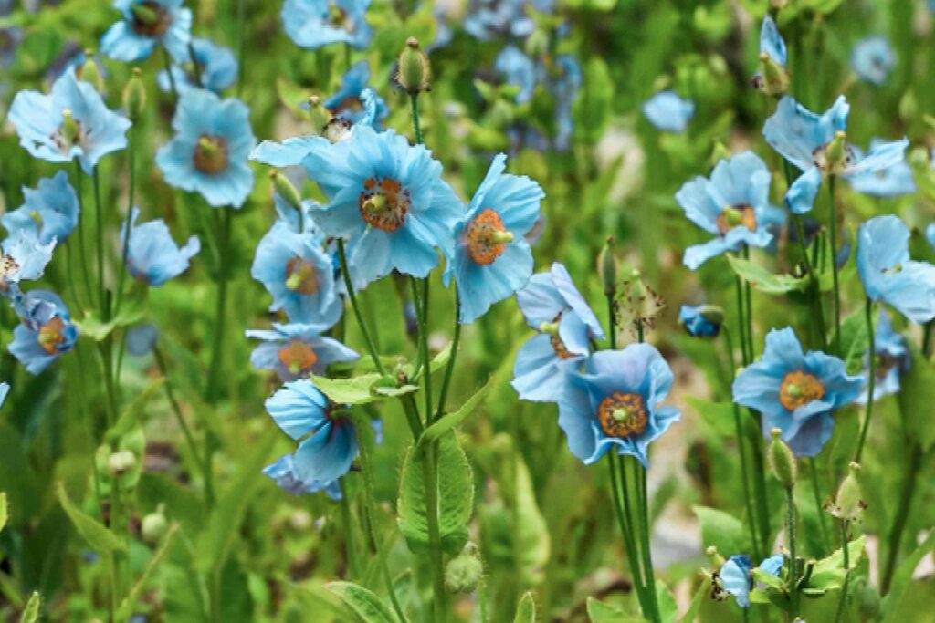 Blue Poppy (Meconopsis aculeata)