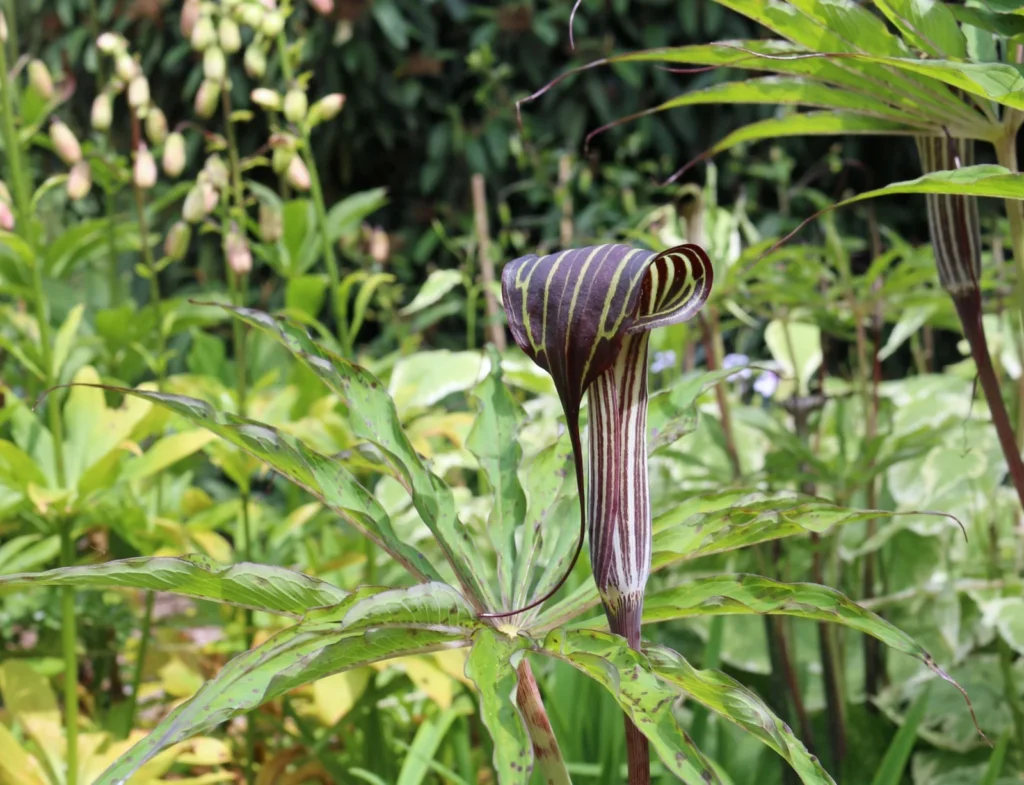 Solomon's Seal (Polygonatum multiflorum