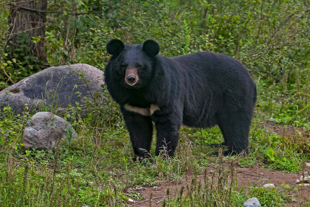 Asiatic Black Bear