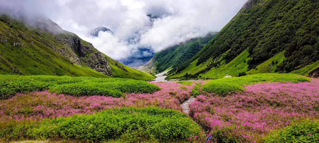 Valley of Flowers Uttarakhand – Travel Guide, Best Time to Visit & Trek Details