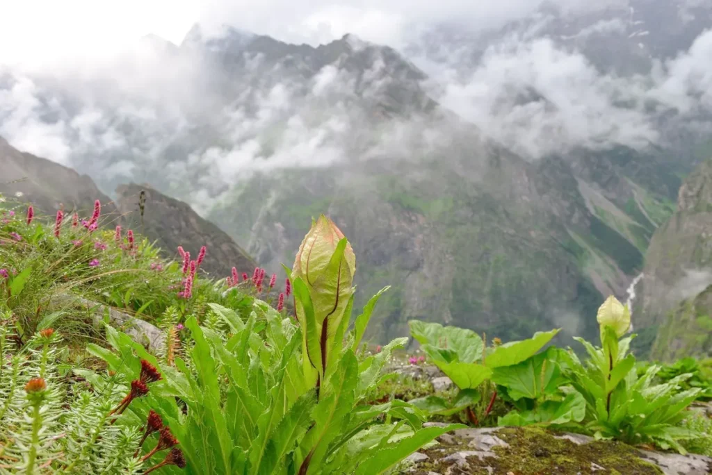 Brahma Kamal (Saussurea obvallata)