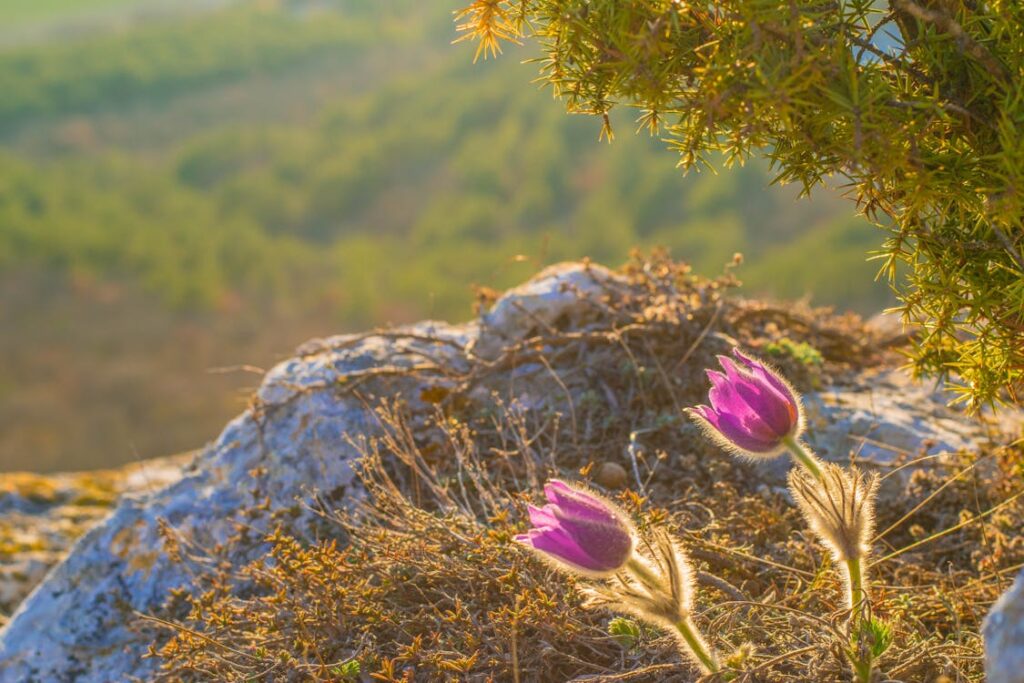Mountain Pasqueflower (Anemone obtusiloba)
