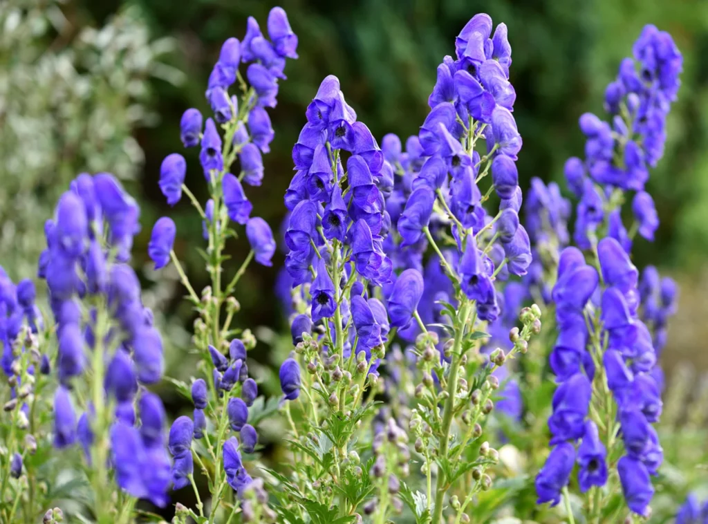 Himalayan Monkshood (Aconitum species)