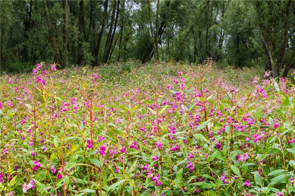 Himalayan Balsam (Impatiens sulcata) / (Impatiens glandulifera)