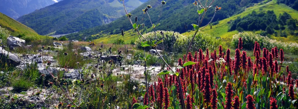 How To Reach Kedarnath To Joshimath | Travel Guide