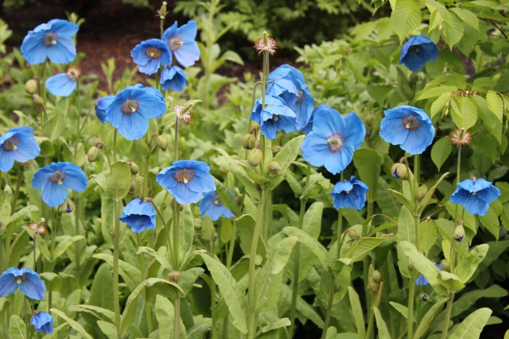 Blue Poppy (Meconopsis aculeata)