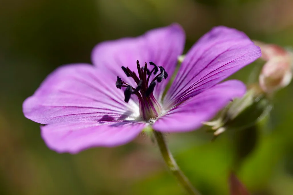 Wallich's Geranium (Geranium wallichianum)