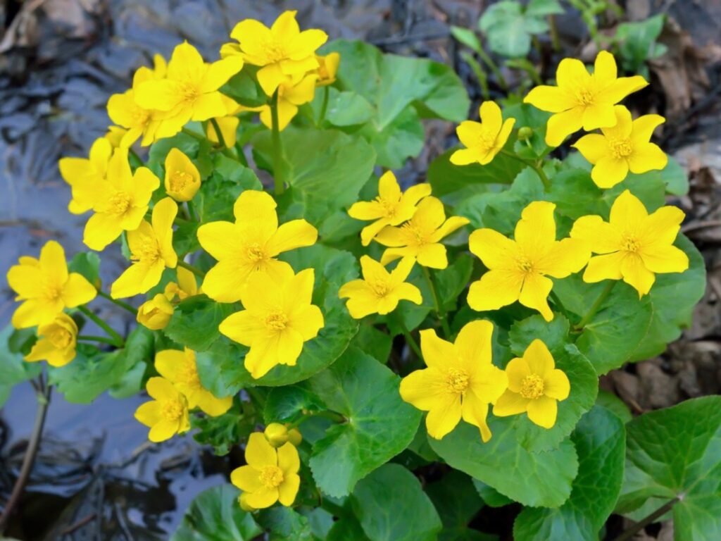 Himalayan Cinquefoil (Potentilla atrisanguinea)
